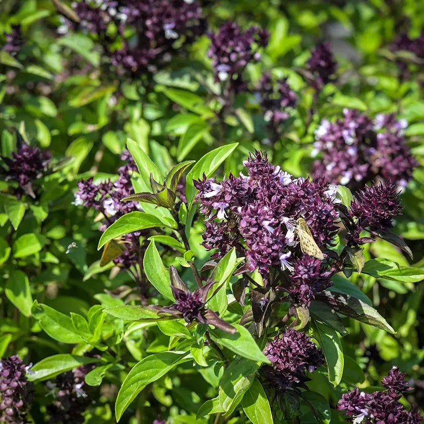 BASIL SIAM QUEEN THAI