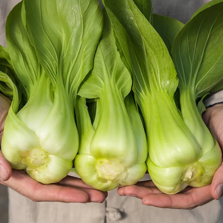 BOK CHOY GREEN SHANGHAI