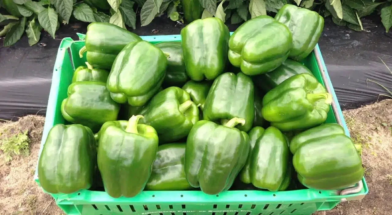 BELL PEPPER ISLAMORADA