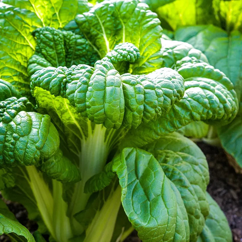 CABBAGE CHINESE NAGASAKI LATE