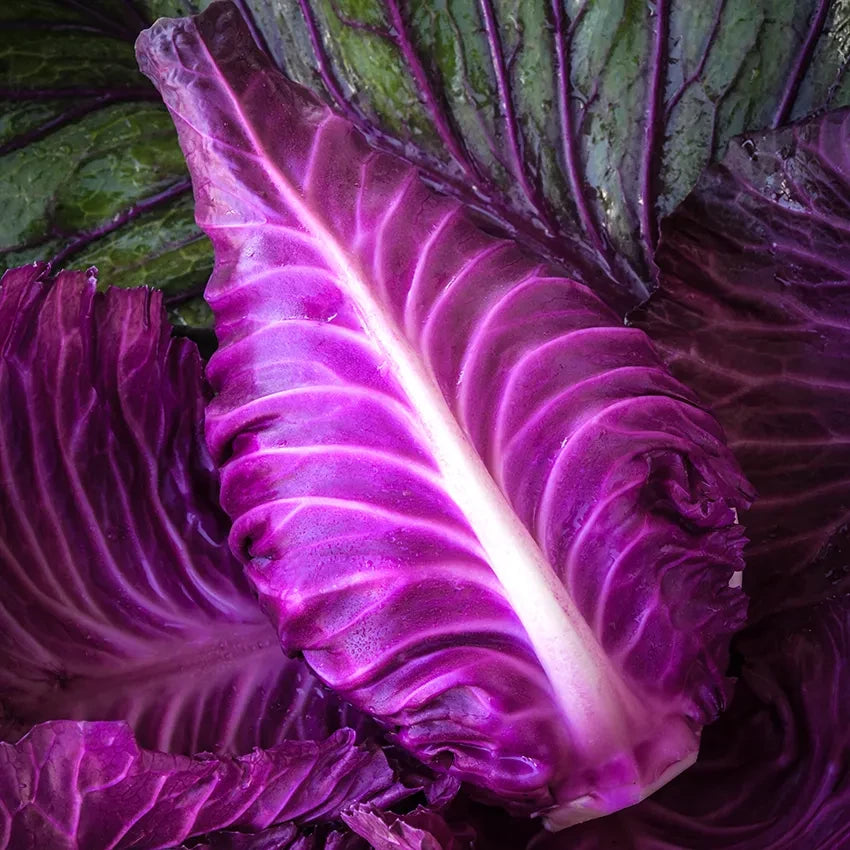 CABBAGE KALIBOS