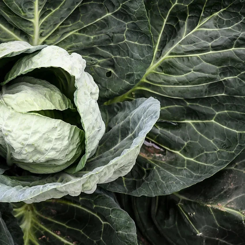 CABBAGE SAPPORO GIANT #4