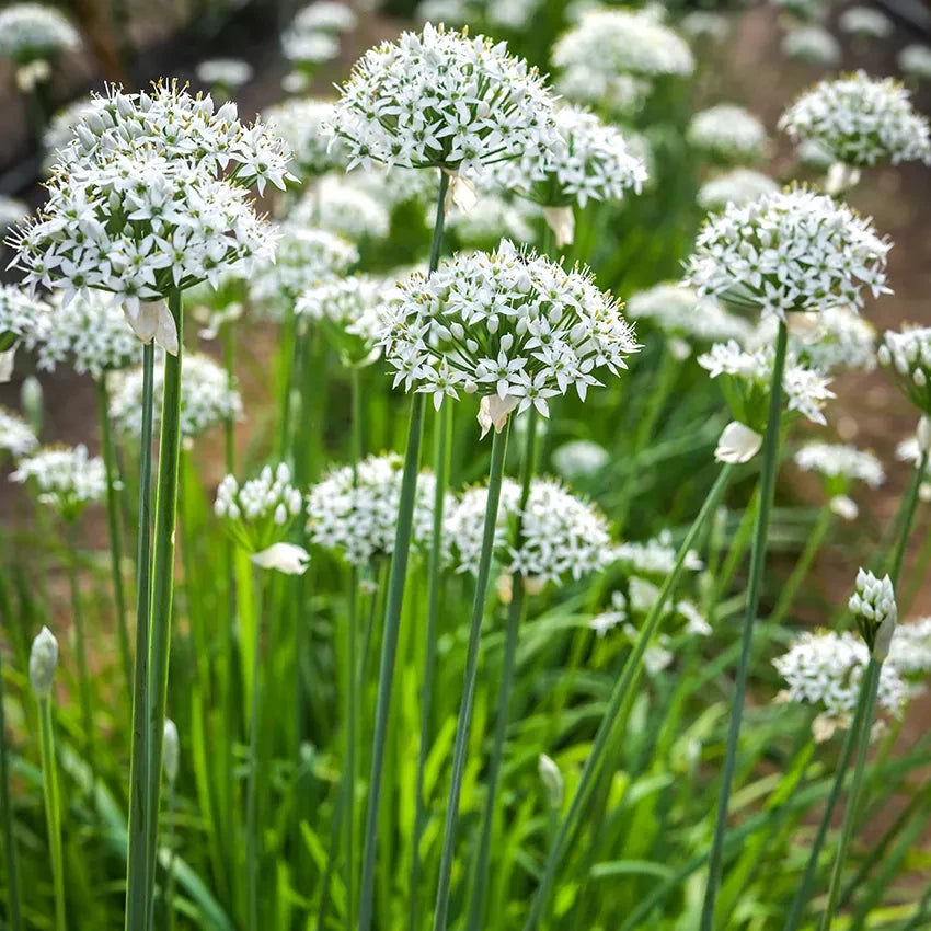 CHIVE CHINESE