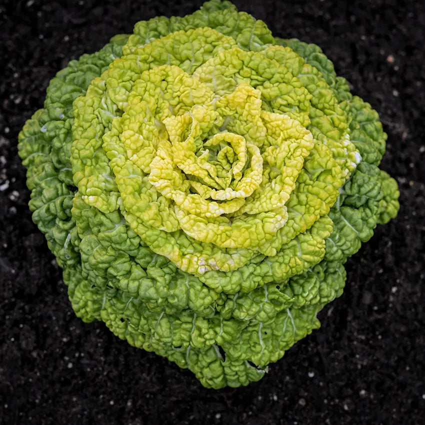 CHOY YELLOW HEART WINTER