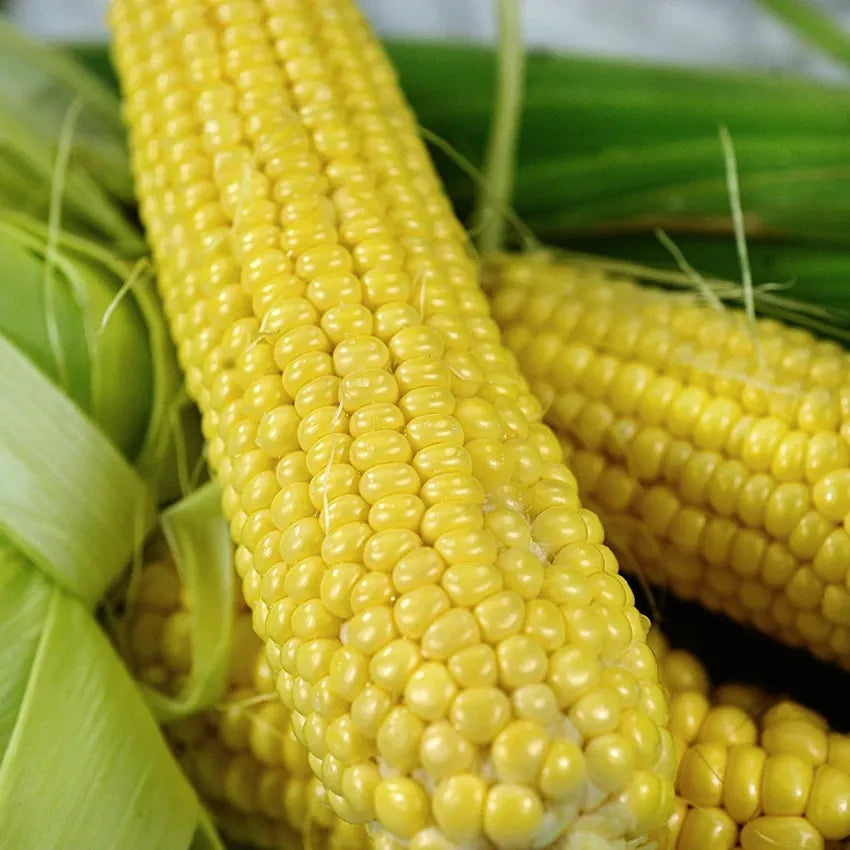 CORN BUHL SWEET