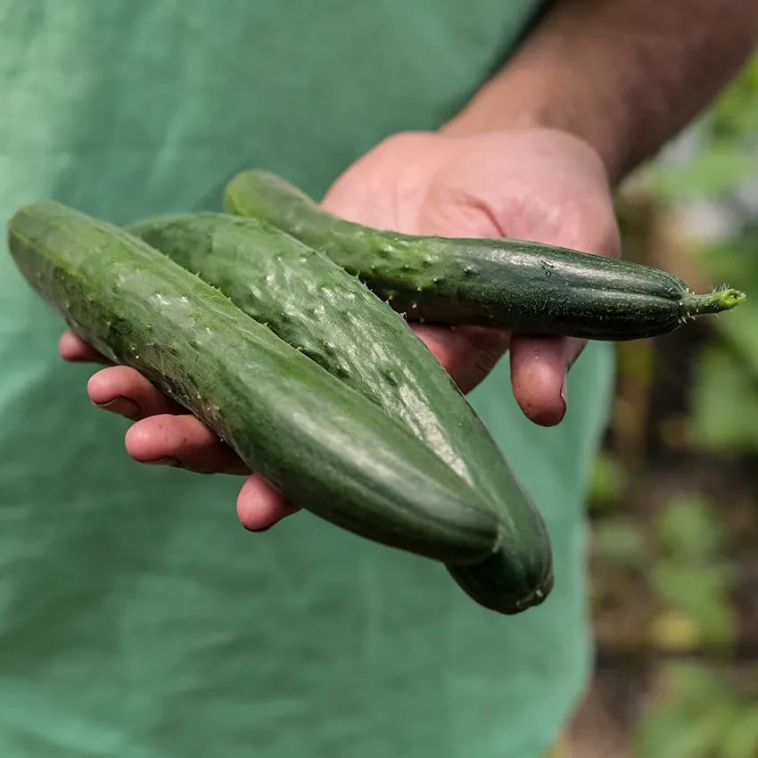 CUCUMBER TOKIWA 'TOKYO GREEN'