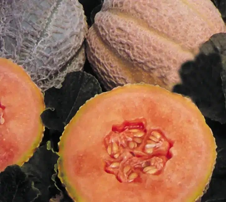 CANTALOUPE DELICIOUS 51
