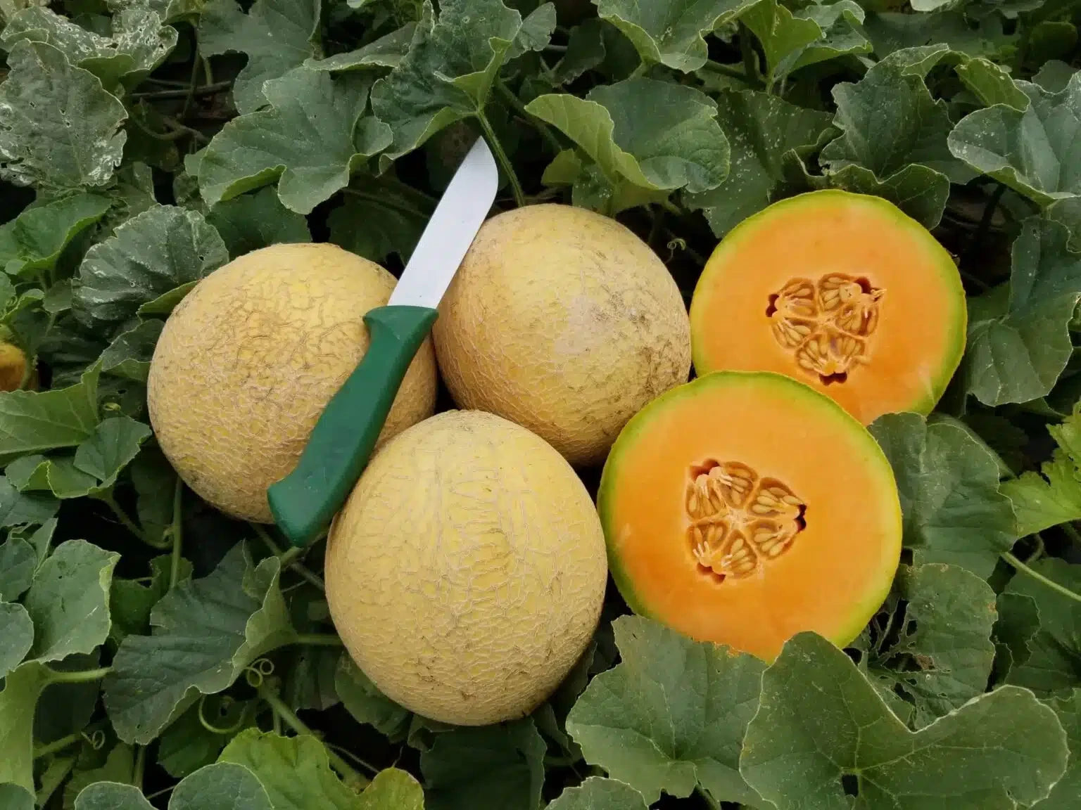 CANTALOUPE SUGAR RUSH