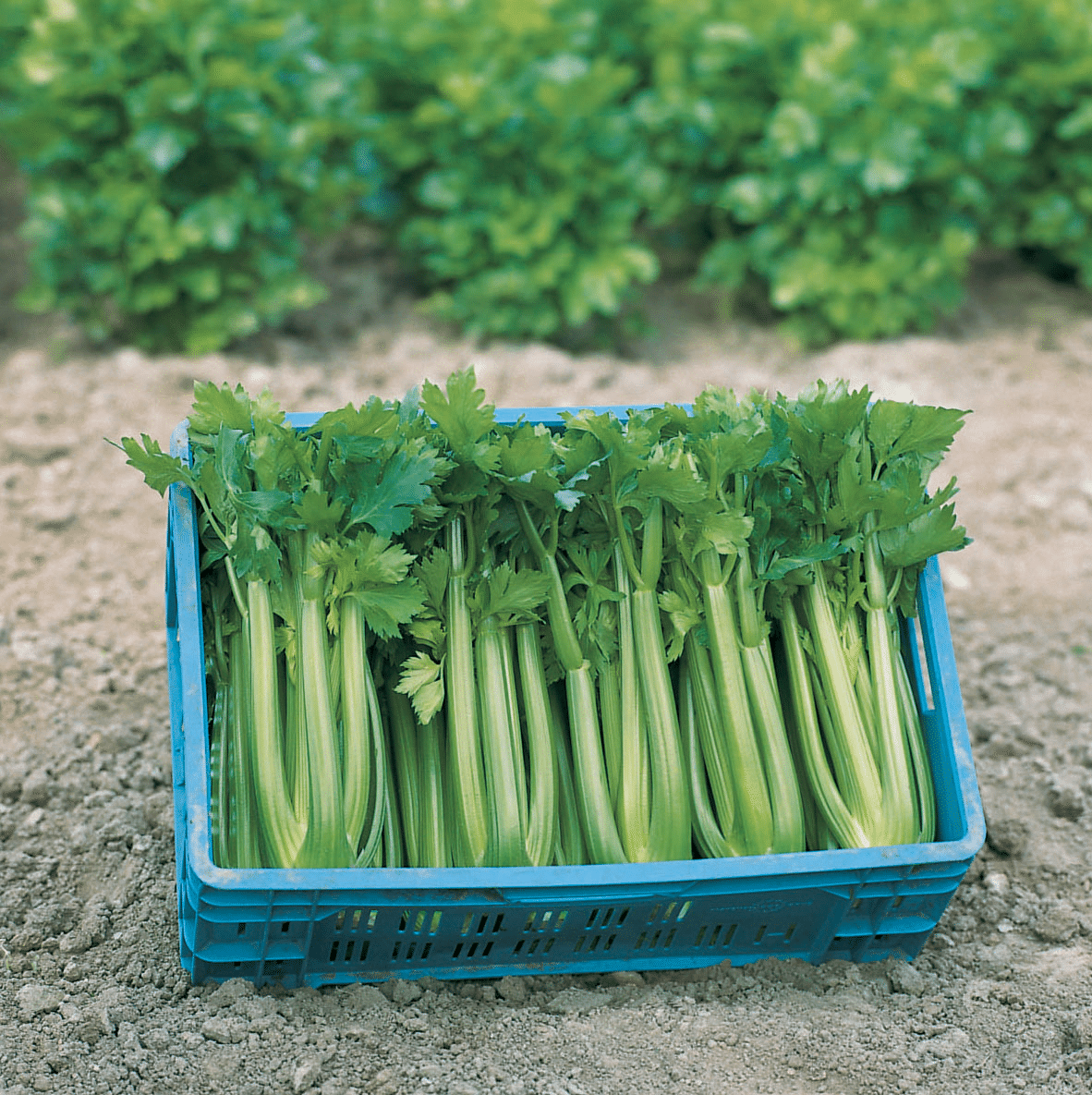 CELERY TANGO