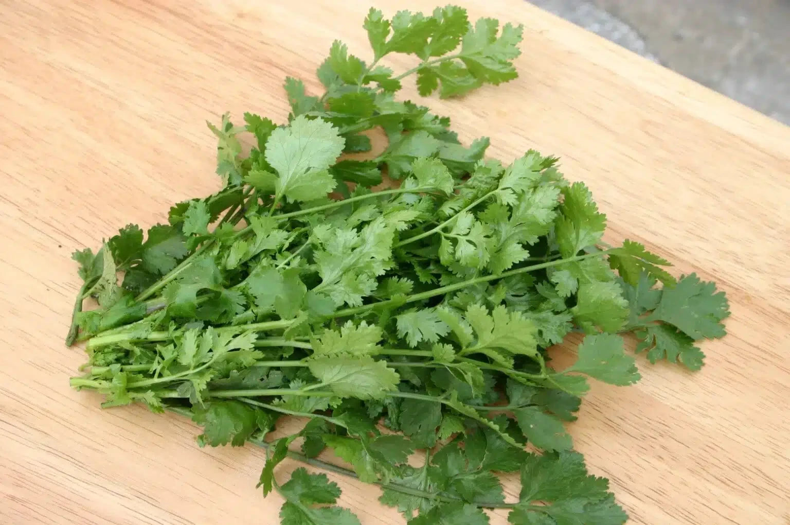 CILANTRO SANTO
