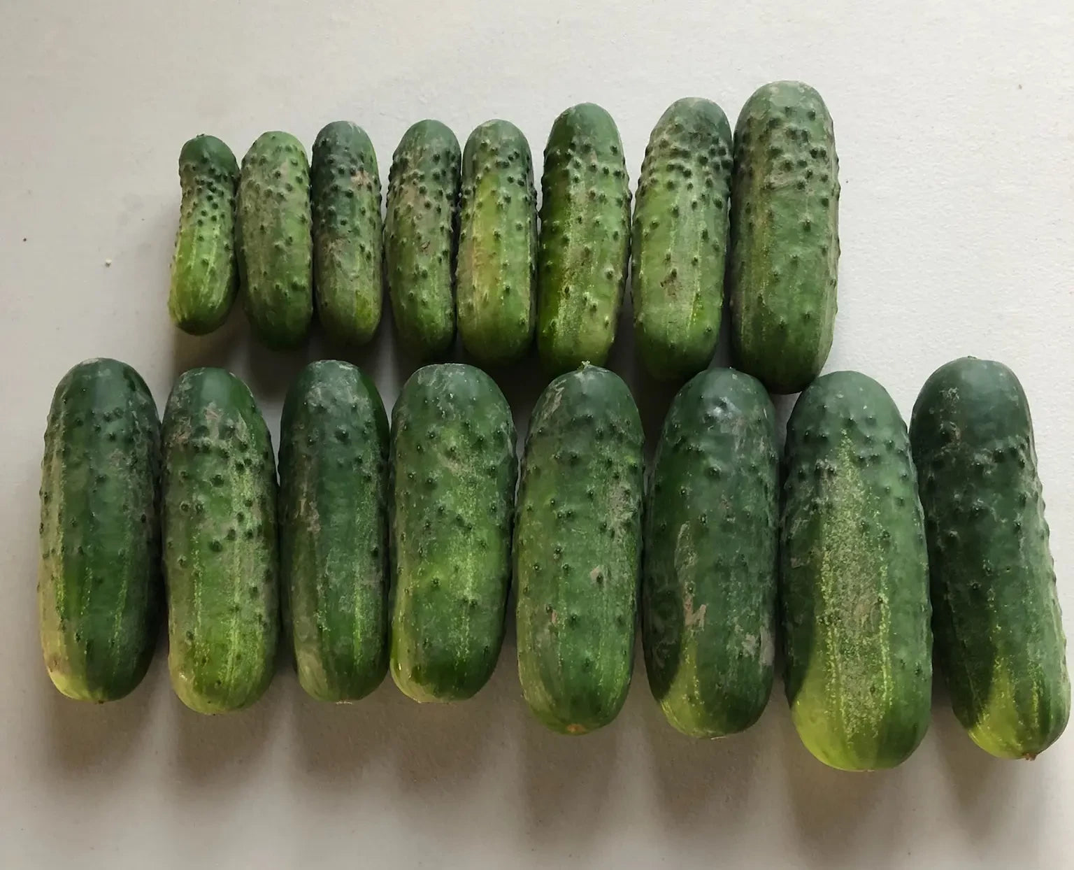 CUCUMBER AVENGER