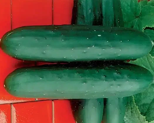 CUCUMBER DASHER II