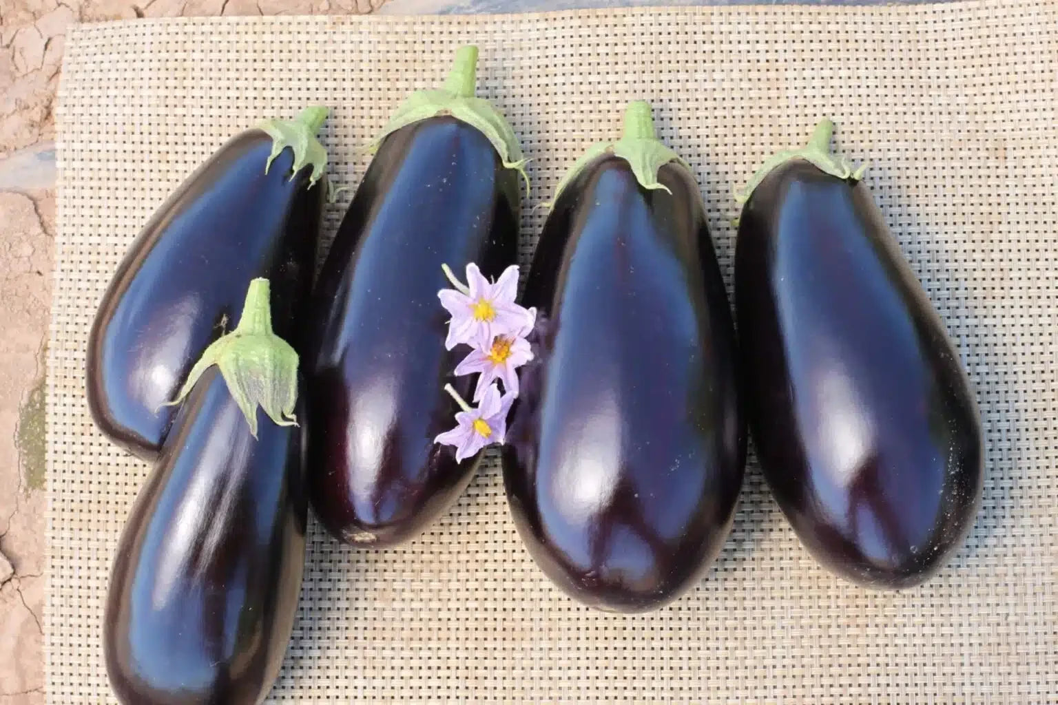 EGGPLANT A-1014