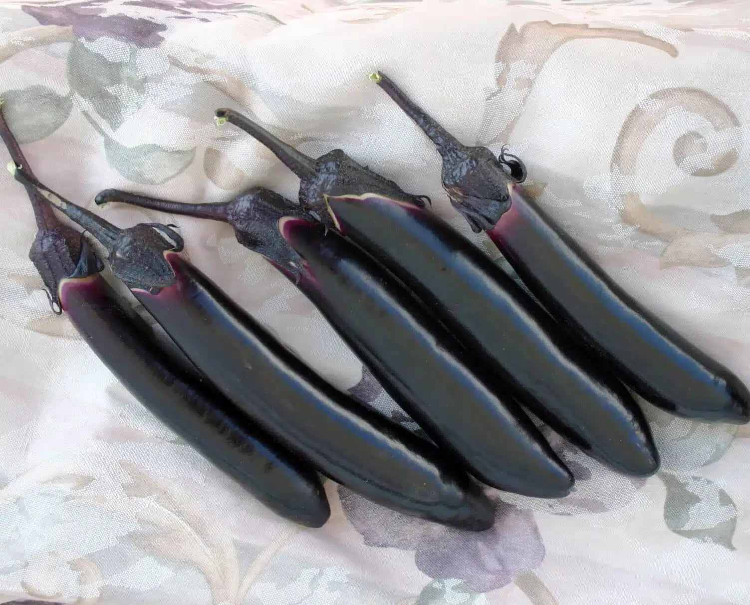 EGGPLANT DAIRYU