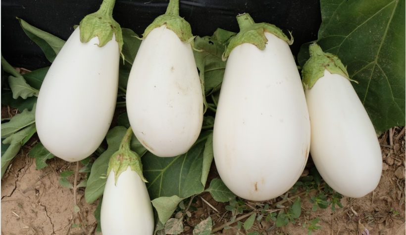 EGGPLANT GHOST STORY