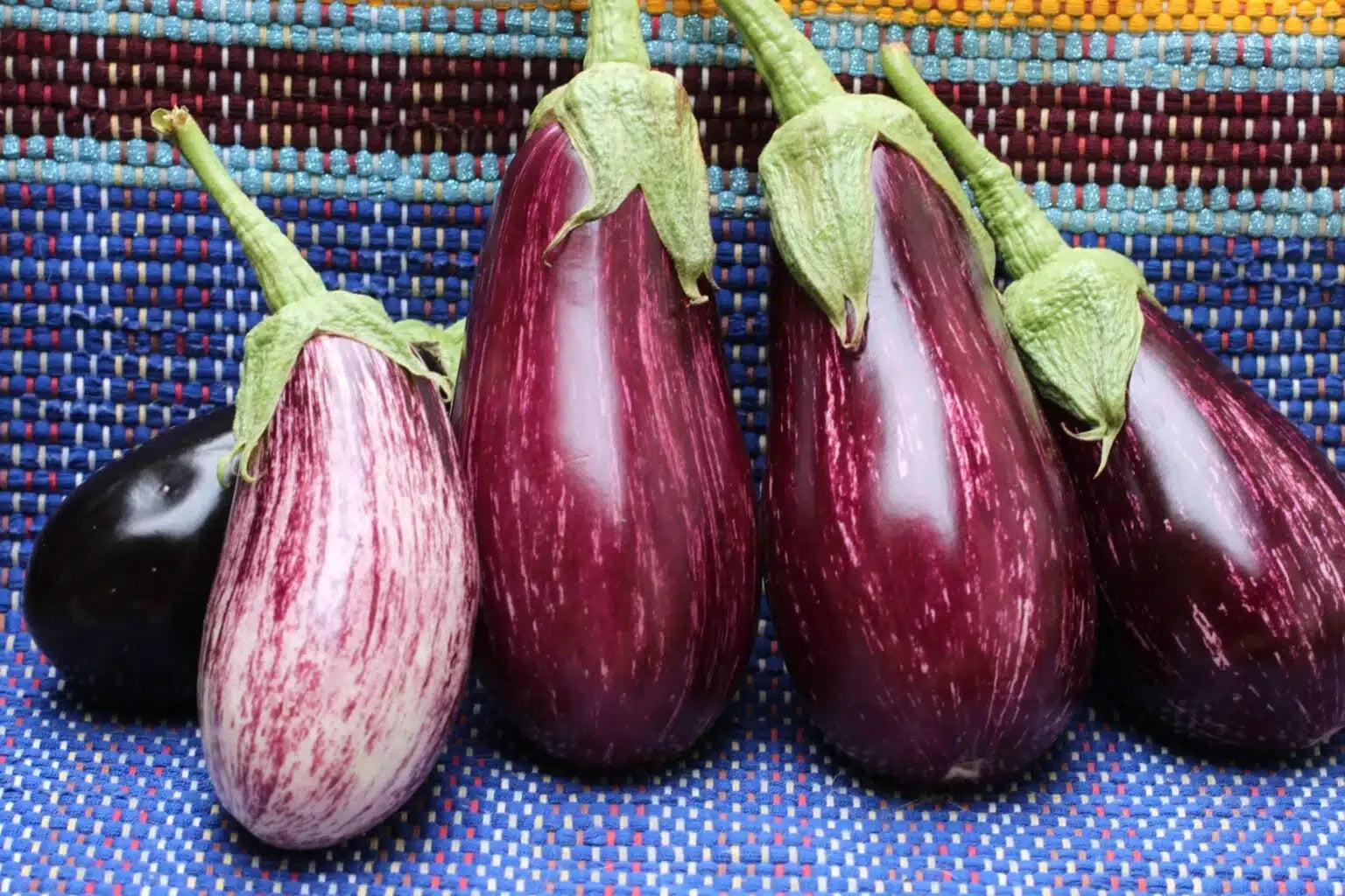 EGGPLANT LUCILLA