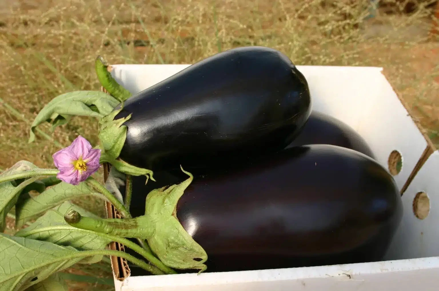 EGGPLANT NADIA