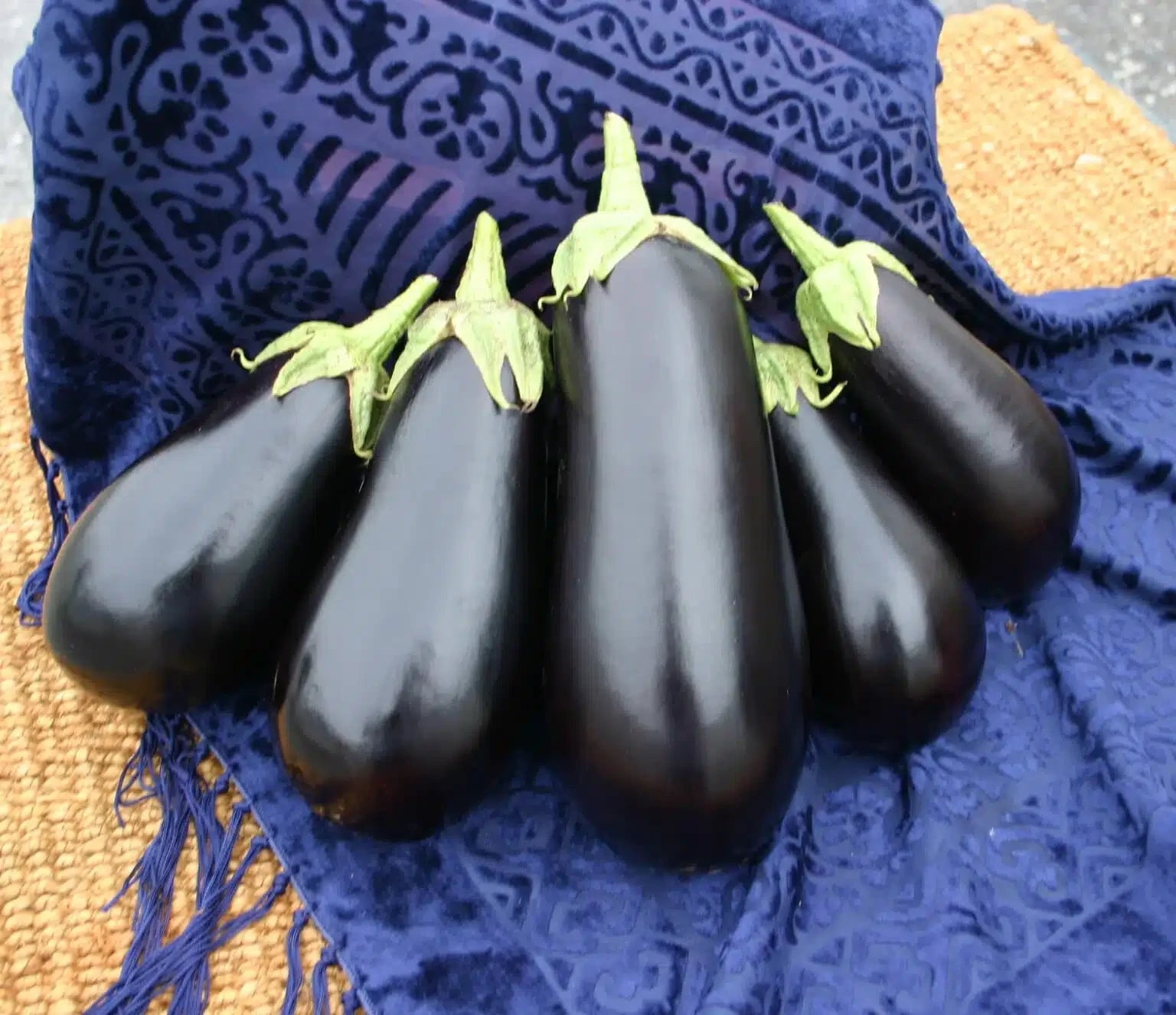 EGGPLANT SANTANA