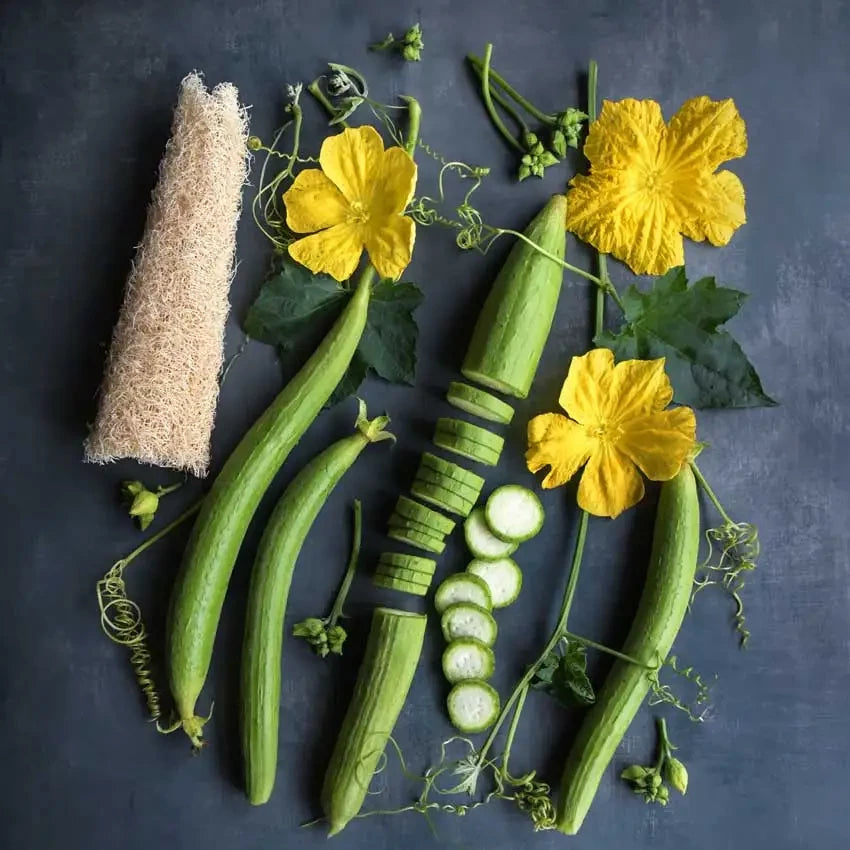 GOURD DISHCLOTH (EDIBLE LUFFA)