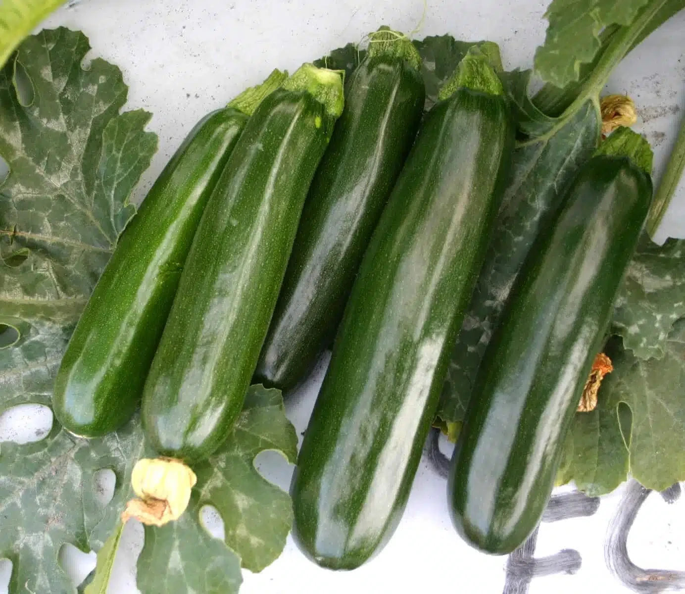 GREEN ECLIPSE ZUCCHINI