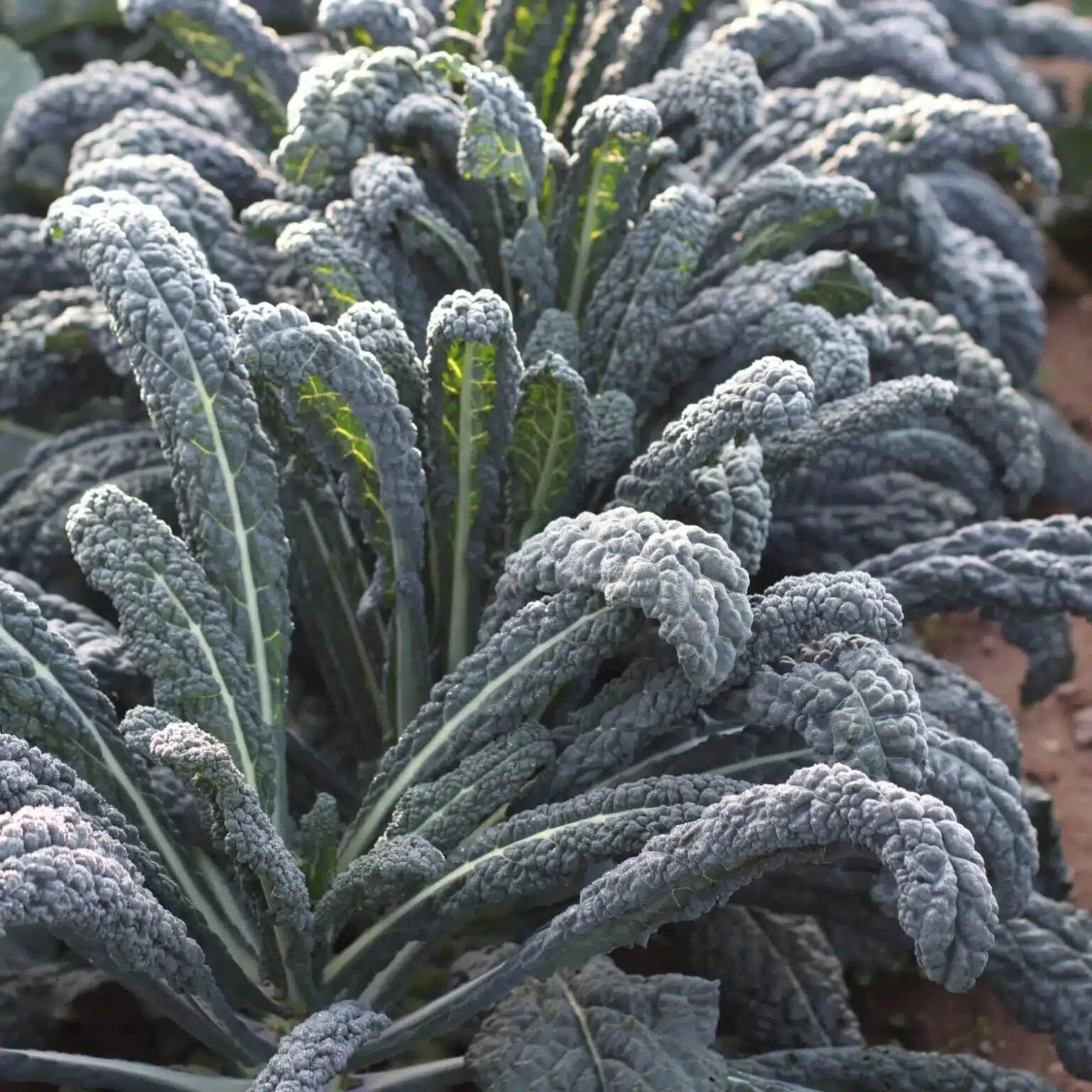 KALE BLACK MAGIC