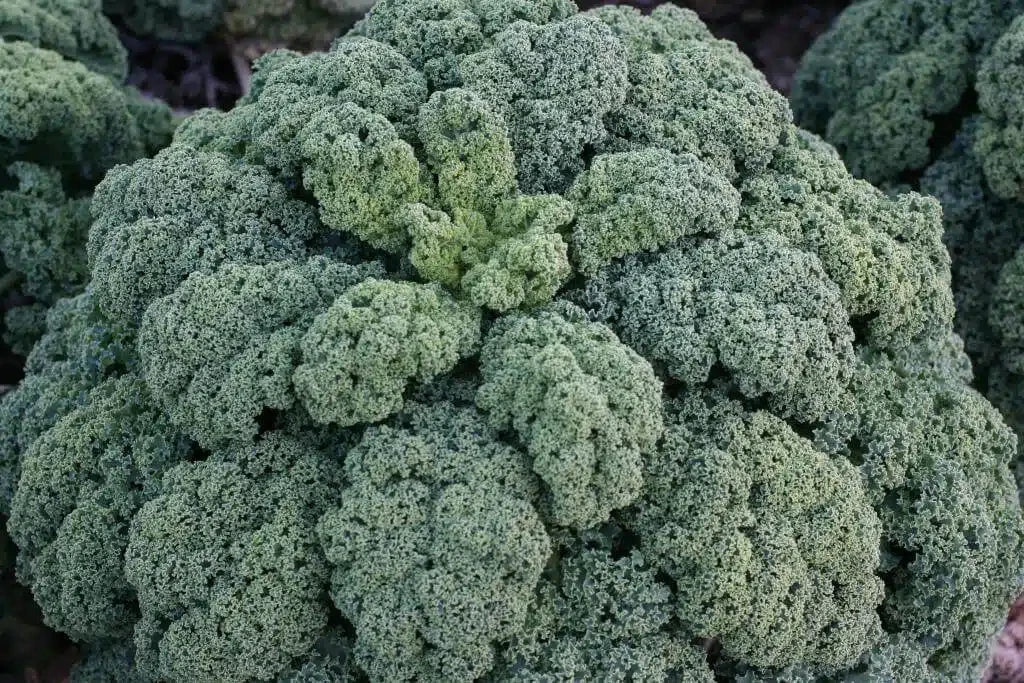 KALE DARKIBOR