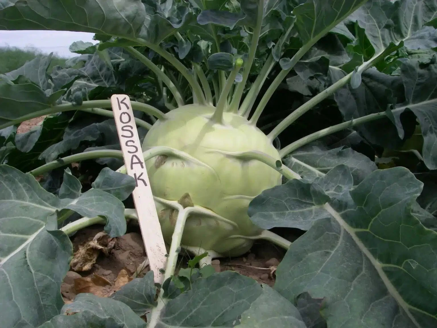KOHLRABI KOSSAK