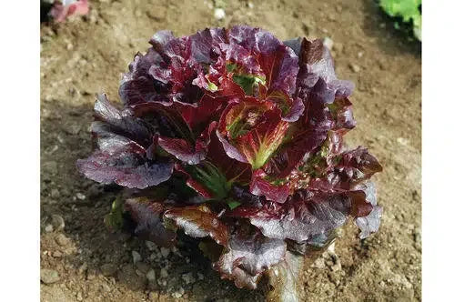 LETTUCE CHEROKEE RZ