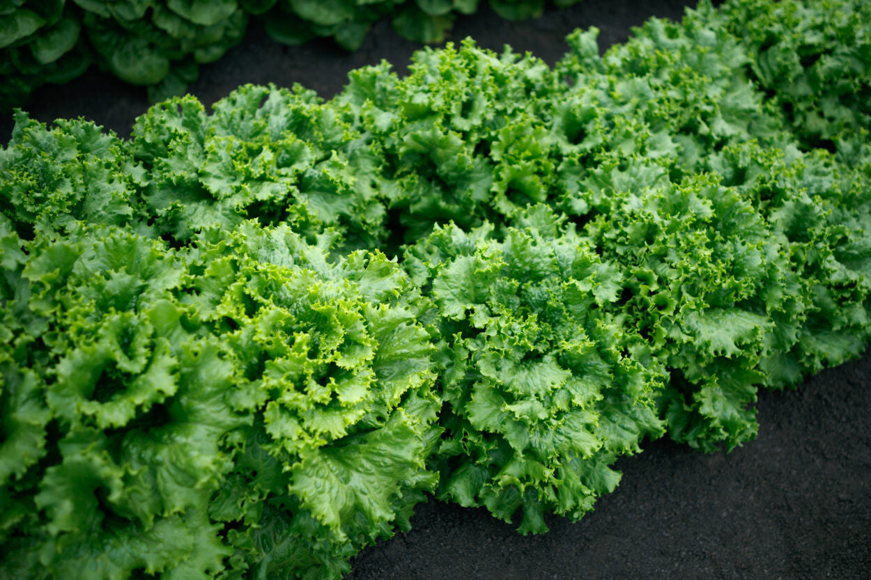 LETTUCE CIELO VERDE