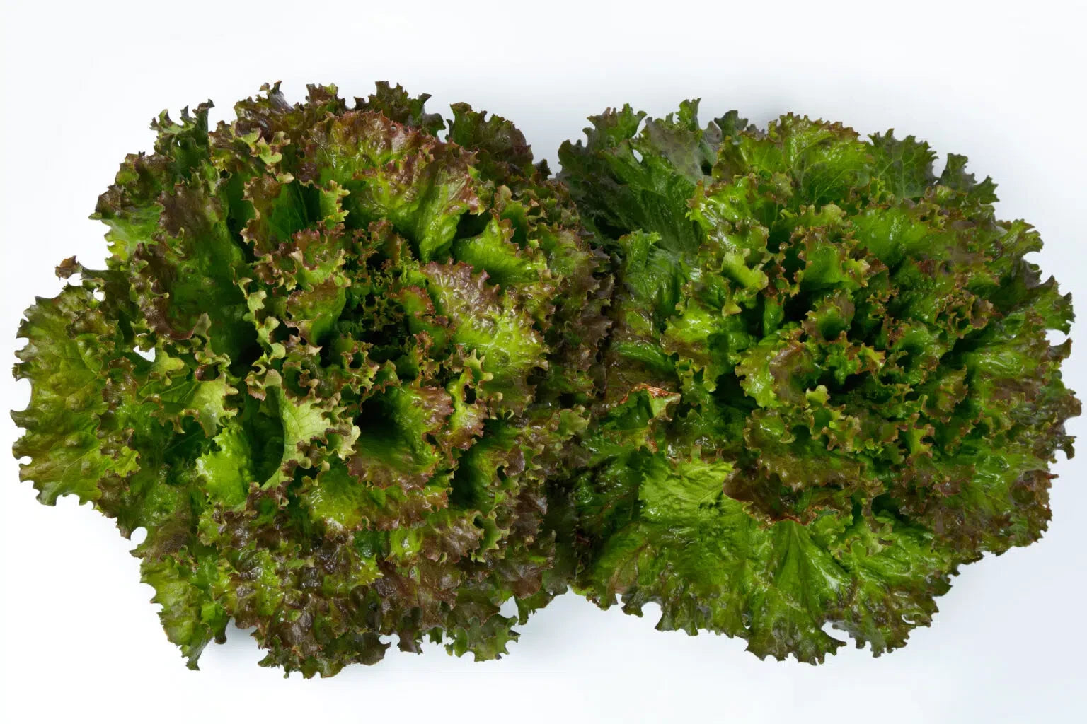 LETTUCE KREMLIN RED