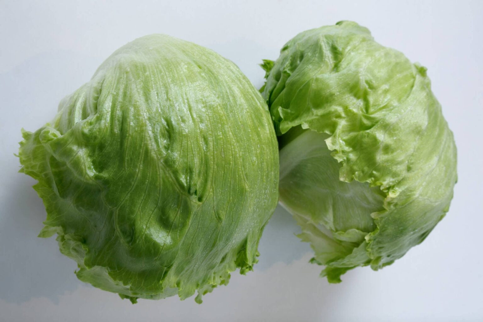 LETTUCE MERIDIAN