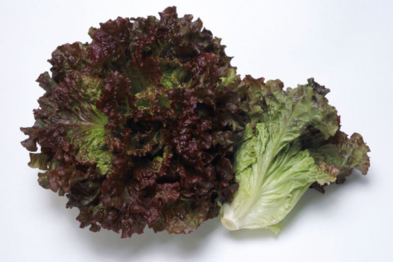 LETTUCE RED MAGMA
