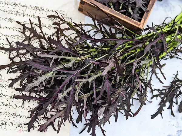 MIZUNA JAPANESE RED MUSTARD