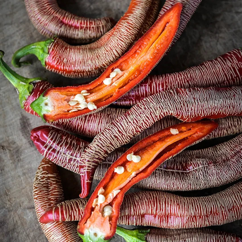PEPPER HOT REZHA MACEDONIAN