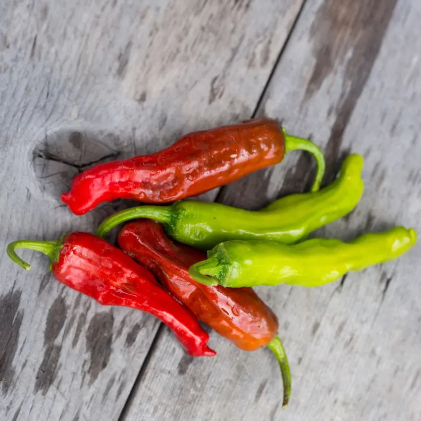 PEPPER SWEET SHISHITO