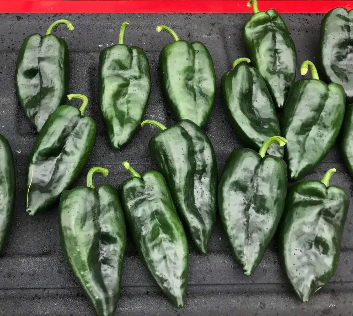 PEPPER HITMAN POBLANO