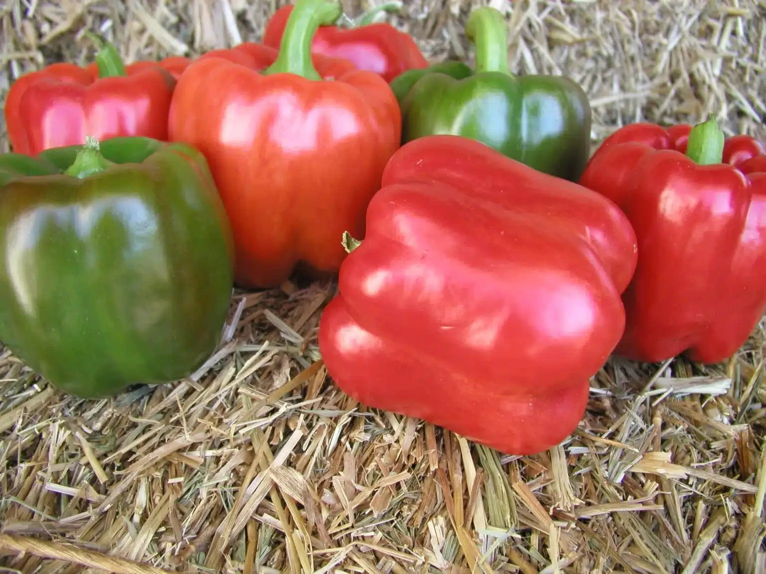 Pepper Red Knight X3R Bell