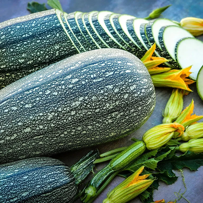 SQUASH SUMMER ZUCCHINI GRAY