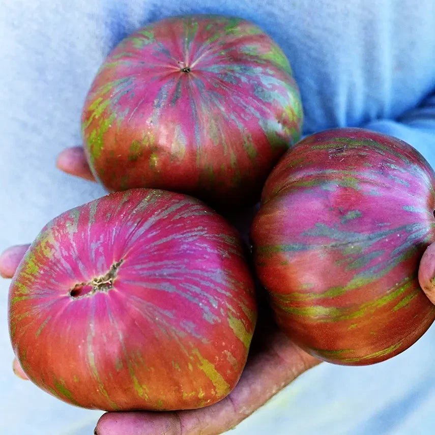 TOMATO BERKELEY TIE-DYE PINK