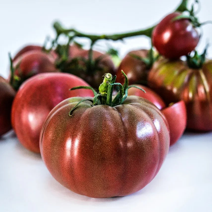 TOMATO BLACK TULA