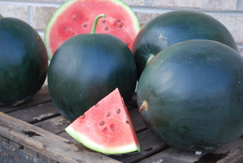 WATERMELON BLACKTAIL MOUNTAIN