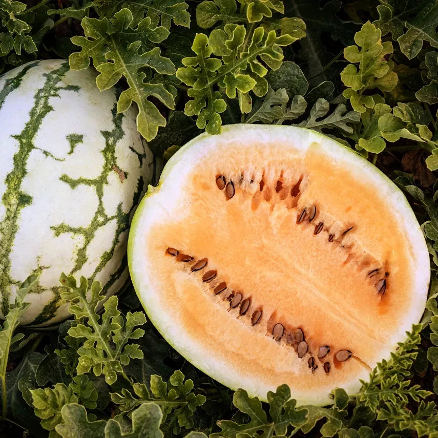 WATERMELON CLAY COUNTY YELLOW MEAT