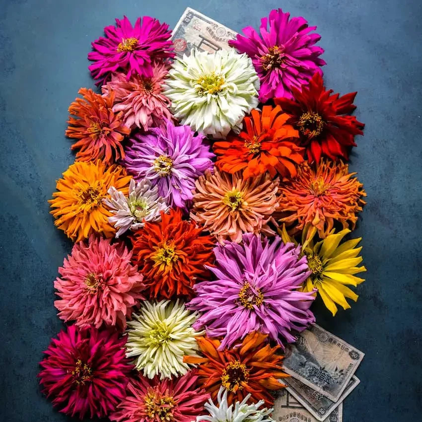 ZINNIA TAKII'S CHOICE MIX