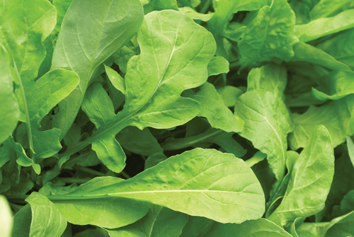 ARUGULA ASTRO