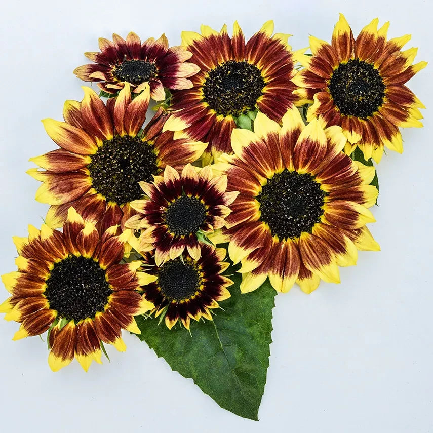 SUNFLOWER FLORENZA