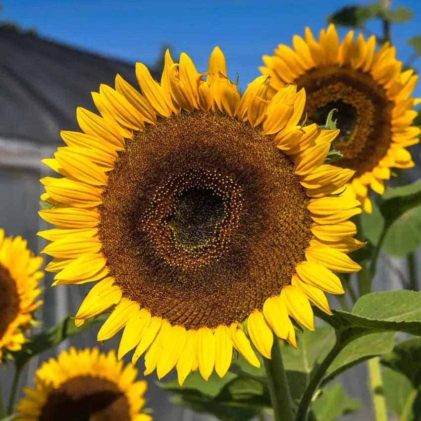 SUNFLOWER TAIYO