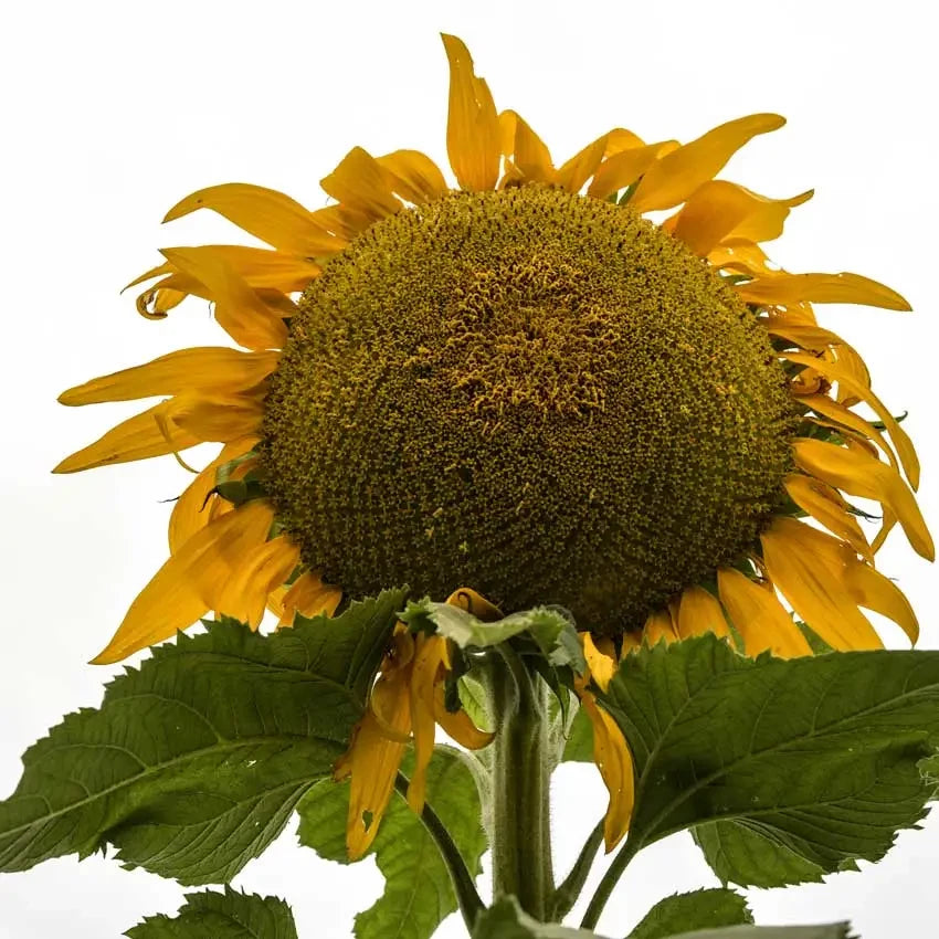 SUNFLOWER TITAN