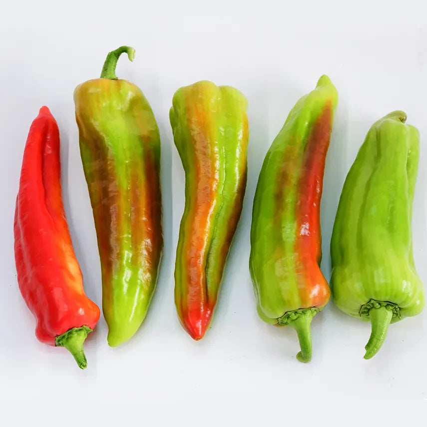 SWEET PEPPER GIANT ACONCAGUA