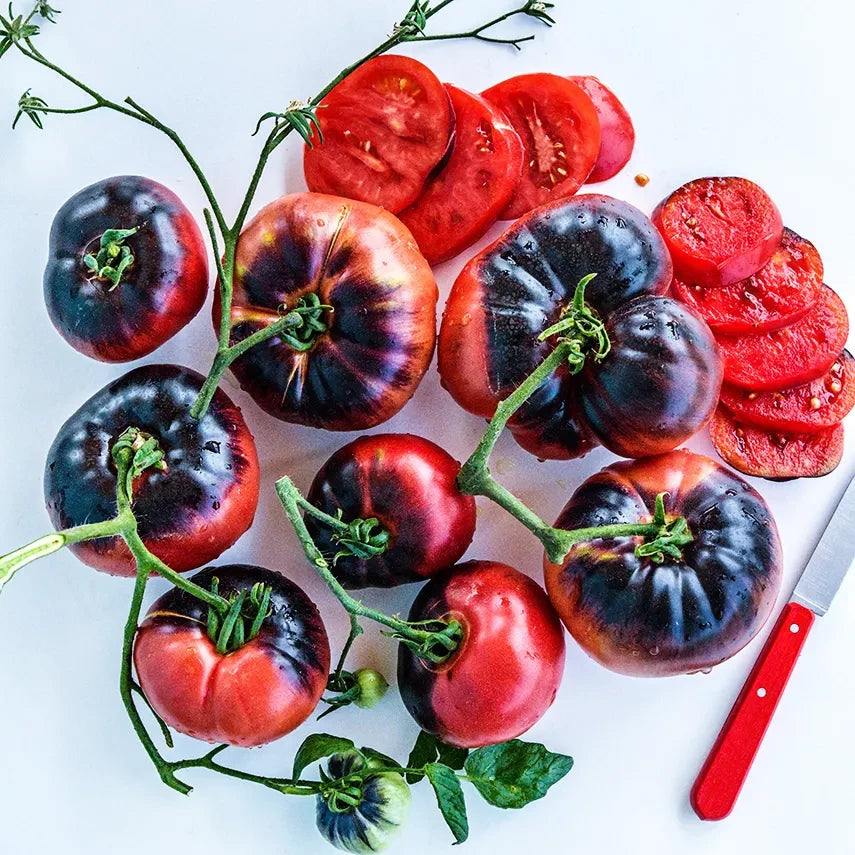 TOMATO BLUE BEAUTY