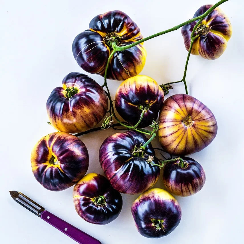 TOMATO SART ROLOISE